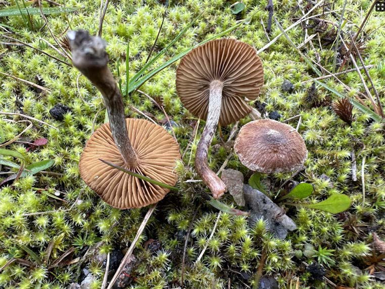 Inocybe undatolacera. En nybeskriven art i Sverige som hittades på Ludvikaflygfält 15 september 2023. Foto: Thomas Strid.