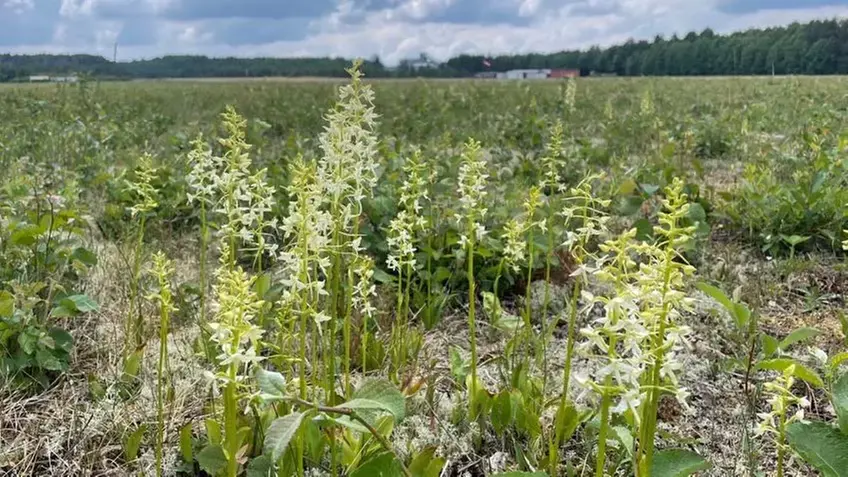 Norbergs flygfälts flygverksamhet har varit en förutsättning för att områdets naturvärden både har skapats, utvecklats och bevarats. Foto: Thomas Strid.